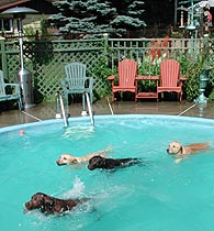 Fiona, Watson, Kelly, Moka font la baignade pour chien