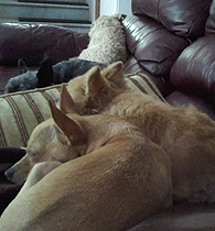 Jeux dans la piscine, des TouTour de Bateau dans les bras de l'Animalteur Alain