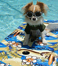 Mimi Paradis dans le JetSet canin