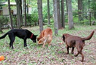 Jack Sam et Canelle cherche des balles dans la section bois�e du parc � chien