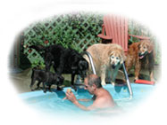 Cours de natation pour chien