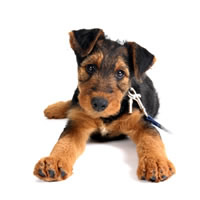 Airedale - Airdale