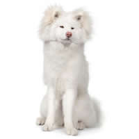 Akita - Akita