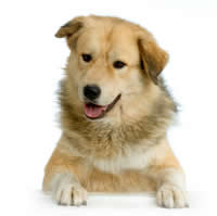 anatolian shepherd - Berger anatolien