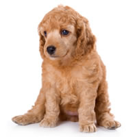 apricot poodle - caniche abricot