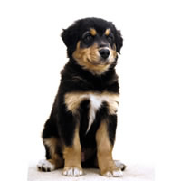 australian shepherd - berger australien