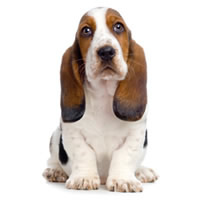 basset hound - Basset