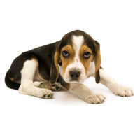 Beagle - Beagle
