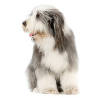 bearded collie - Collie
