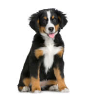 Bernese mountain - Bouvier bernois