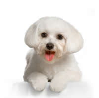 Bichon maltais - Bichon maltais