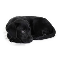 Black labrador - Labrador noir