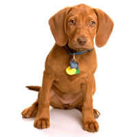 blood hound - bloodhound