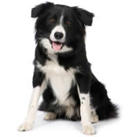 border collie - bordercollie