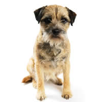 Border terrier - Borderterrier