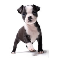 Bostonterrier - Bostonterrier
