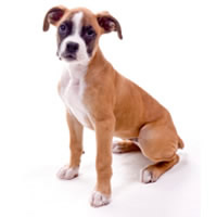 Boxer - Boxer