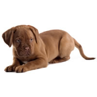 Bull mastiff - Bullmastiff