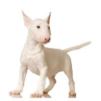 Bull terrier - Bullterrier