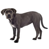 Canecorso - Canecorso