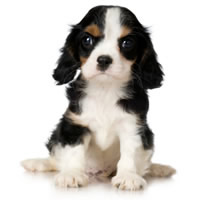 Cavalier King Charles Spaniel - �pagneul cavalier Roi Charles