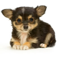 Chihuahua - Chihuahua