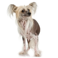 chine secrested hairless