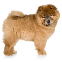 Chowchow - Chow chow