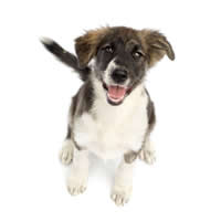 Cross breed - M�lang�