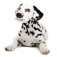 Dalmation - Dalmatien