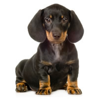 Daschund - Daschund