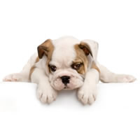 English bulldog - Bulldog anglais