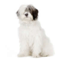 English sheepdog - Chien de berger anglais