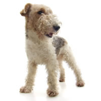 Fox terrier - Fox terrier