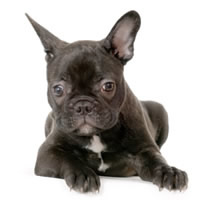 french bulldog - Bulldog fran�ais