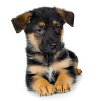 German shepherd - Berger allemand