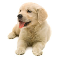 Golden retreiver - Rapporteur