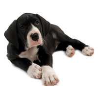 Great dane - Danois