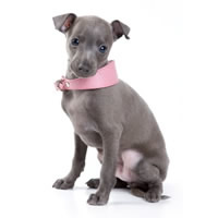 Italian greyhound - L�vrier italien