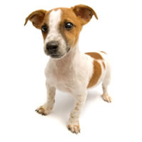 Jack russell - Jack russell