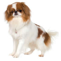 Japanese chin - Chin Japonais