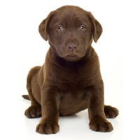 Brown labrador - Labrador brun
