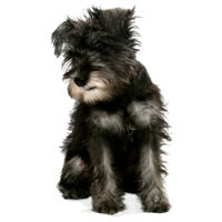 Miniature schnauzer - Schnauzer miniature