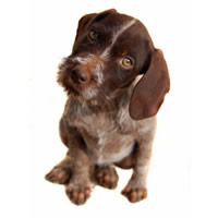 Pointer - Pointer