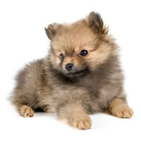 Pomeranian - Pom�ranien