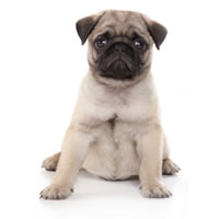 Pug - Pug carlin