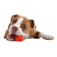 Renaissance bulldog - Renaissance bulldog