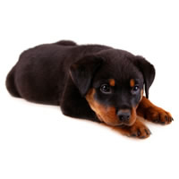 Rottweiler - Rottweiler
