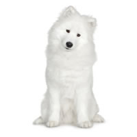 Samoyed - Samoyed