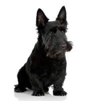 Scottish terrier - Terrier �cossais